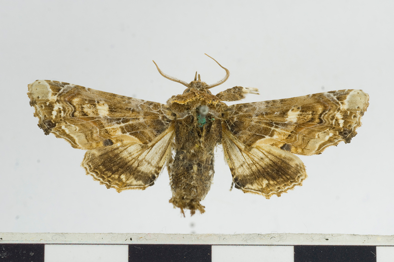 Eurhipia geyeri Male